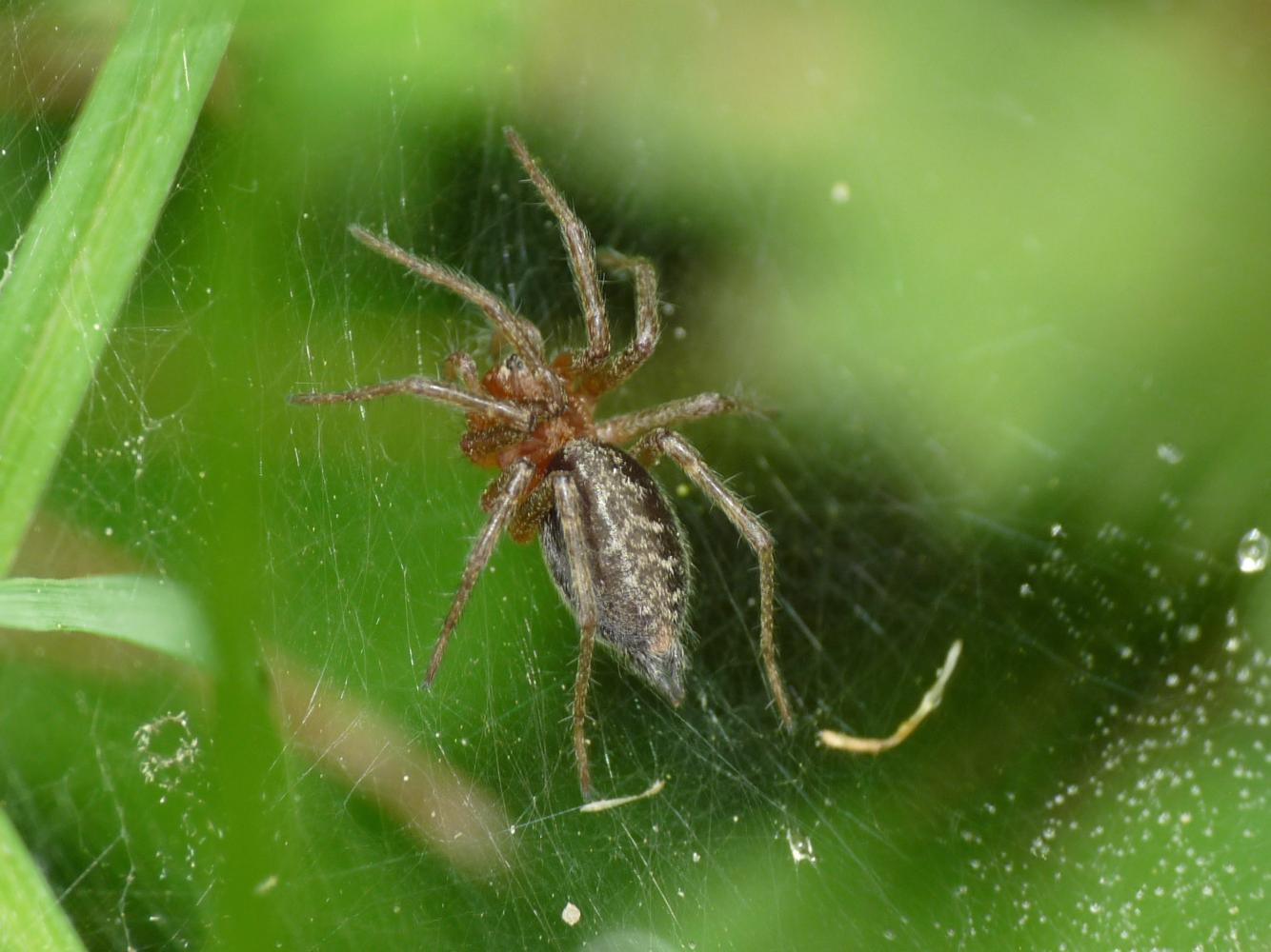 Agelena labyrinthica (giovane) - Massa Marittima (GR)